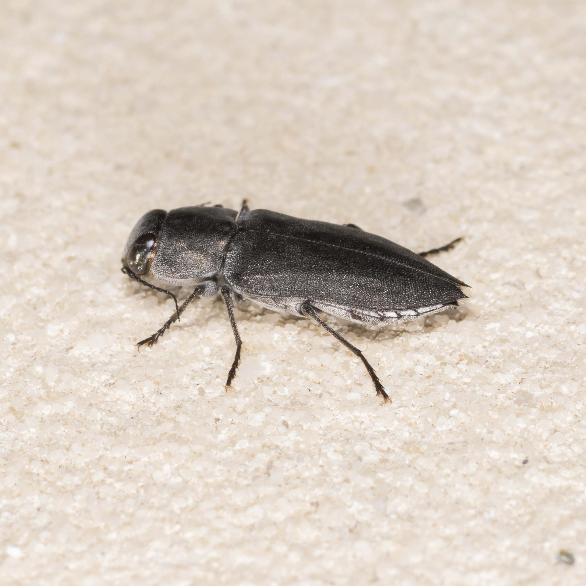 Buprestidae: Melanophila acuminata?